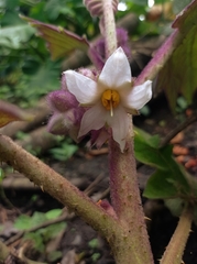 Solanum quitoense