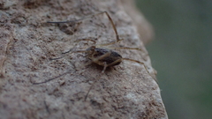 Dicranopalpus pulchellus