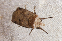 Cerastis faceta