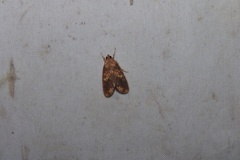 Mimophobetron pyropsalis