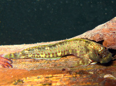 Istiblennius dussumieri
