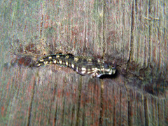 Istiblennius edentulus