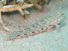Istigobius decoratus