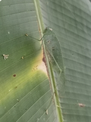 Anaulacomera furcata