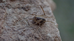 Dicranopalpus pulchellus