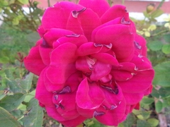 Rosa