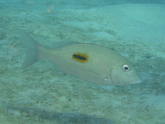 Lethrinus harak