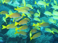 Lutjanus kasmira