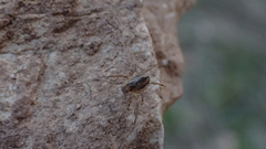 Dicranopalpus pulchellus