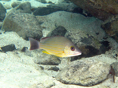 Lutjanus fulvus