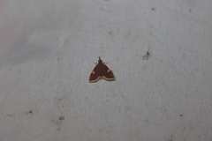 Deuterophysa fernaldi