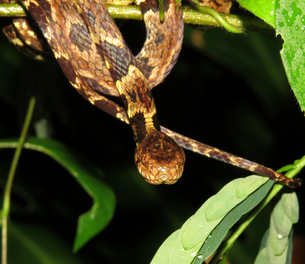 Trinidad Snail-eater