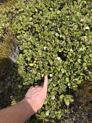 Brachyglottis bidwillii