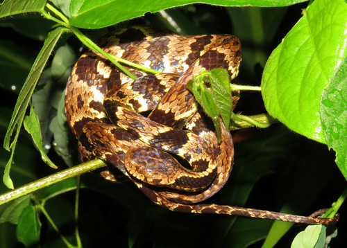 Trinidad Snail-eater