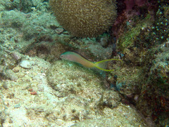 Meiacanthus mossambicus