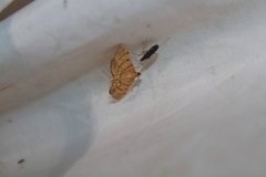 Omiodes indicata