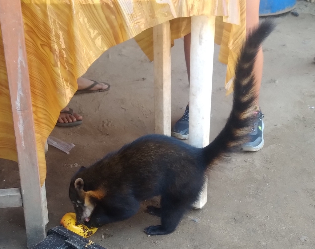 Peruvian Amazon Coati