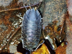Porcellio