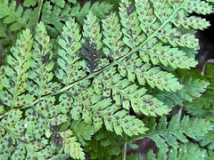 Dryopteris expansa