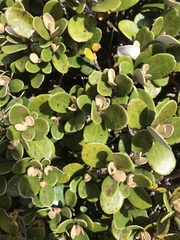 Brachyglottis bidwillii