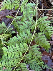 Dryopteris expansa