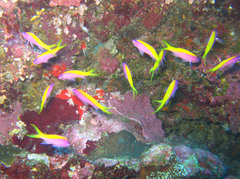Mirolabrichthys evansi