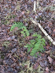 Dryopteris expansa