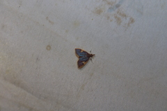 Deuterophysa fernaldi