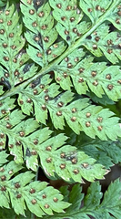 Dryopteris expansa