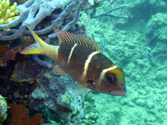 Monotaxis heterodon