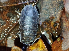 Porcellio