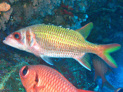 Neoniphon opercularis