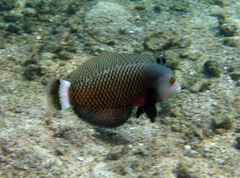 Novaculichthys taeniourus