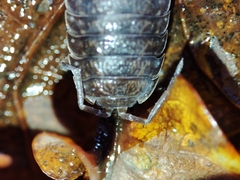 Porcellio