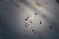 Conchylodes diphteralis