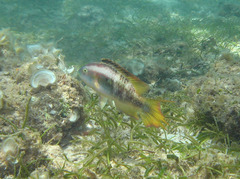 Oxycheilinus bimaculatus