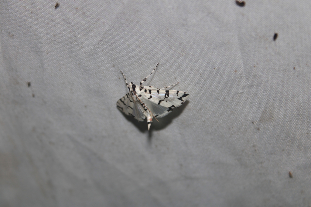 Conchylodes diphteralis