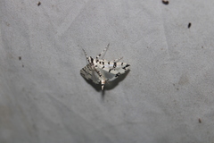 Conchylodes diphteralis