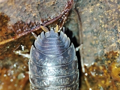 Porcellio