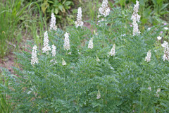 Corydalis caseana brachycarpa