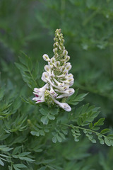 Corydalis caseana brachycarpa