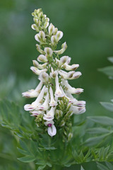 Corydalis caseana brachycarpa