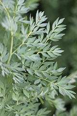 Corydalis caseana brachycarpa