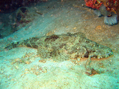 Papilloculiceps longiceps