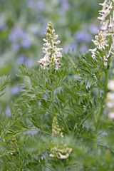 Corydalis caseana brachycarpa