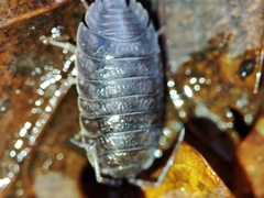 Porcellio