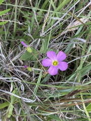 Oxalis semiloba