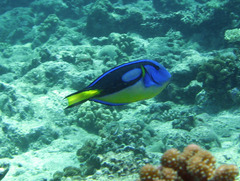 Paracanthurus hepatus