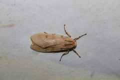 Halysidota cinctipes