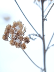 Achillea millefolium borealis